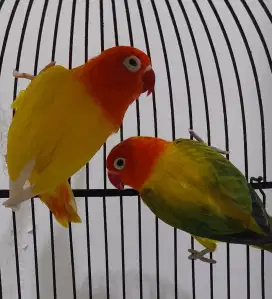 Sepasang Lovebird Induk