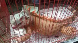 Iguana red ukuran 1 meter