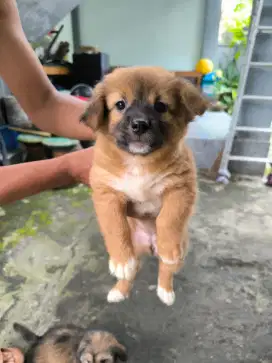 Anak Anjing Mix Pomeranian dan Shih Tzu Berkualitas