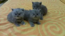 Kucing Persia grey