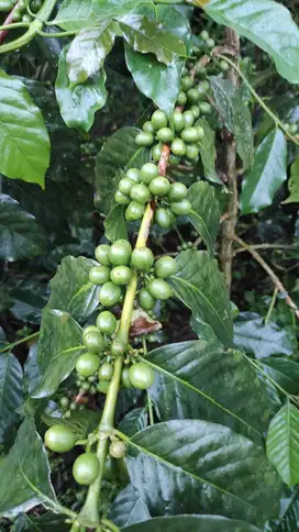 DIJUAL KEBUN KOPI DI KINTAMANI BANGLI