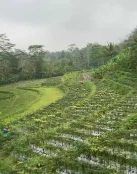 Tanah Sawah Temanggung Jawa tengah