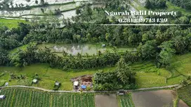 Murah Tanah Dijual Luas 6700 m2 View Sawah dan Sungai di Ubud