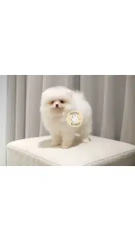 jual anjing minipom betina berkualitas