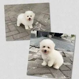 Diborongkan 2 ekor bichon frise jantan