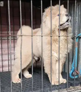 Anakan chow chow 3,5 bulan jantan