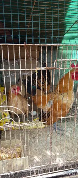 Ayam hias serama sepasang