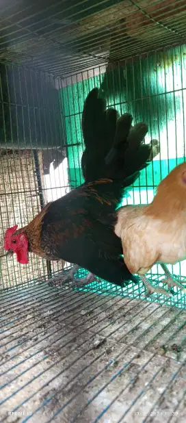 Ayam Hias  Serama Jago Hitam Sepasang