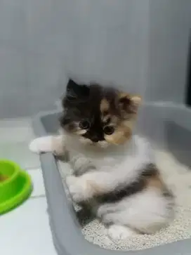 Kucing Persia kitten