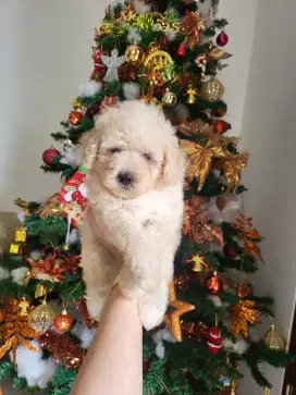 Poodle dijual anjing