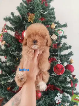 Toy poodle fawn