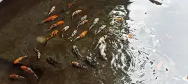 Ikan koi jossss