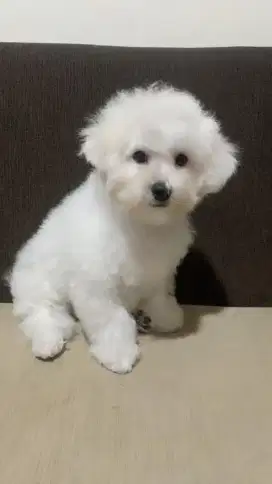 Dijual Bichon frise Pejantan Stambum Perkin