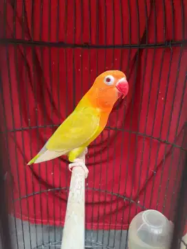 Lovebird Betina Dewasa Green Pale Fallow (PF)