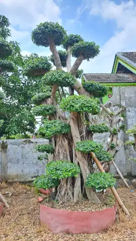 BONSAI DOLAR & POHON HIAS