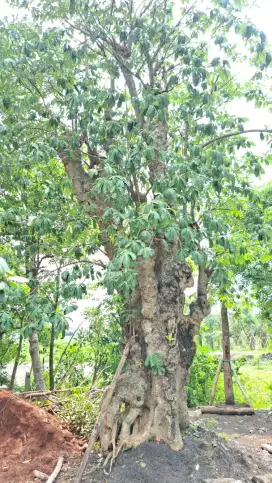 POHON PULE, KAMBOJA FOSIL, BONSAI DOLAR