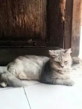 Kitten Persia Himalaya