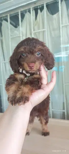 Anjing Mixbreed PooDach (POOGLE X DACHSHUND)