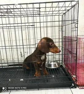 Anakkan anjing tekel / dachsund jantan