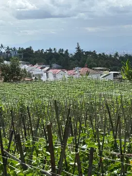 Tanah Cipageran Cimahi 1Hektar View Hamparan Bandung