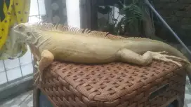 Iguana albino josh