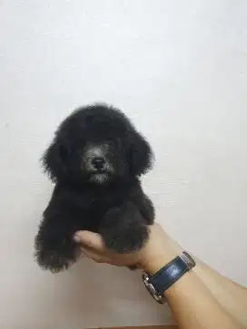 Poodle Silver Jantan