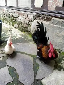 Sepasang ayam kate