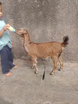 Anak kambing benggala