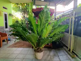 tanaman Hias Anthurium