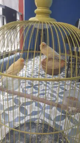 Burung kenari loper sepasang . Jantan y gacor