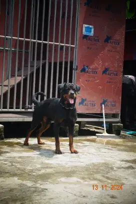 RottweilerJantan