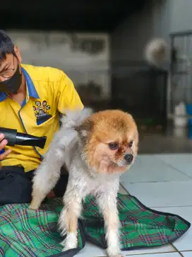 Salon anjing kucing kelinci bogor