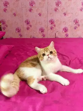 Kucing Peaknose Jantan Exotic Short Hair