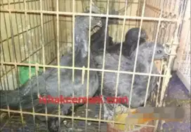 Ayam Cemani Usia 3 Bulan