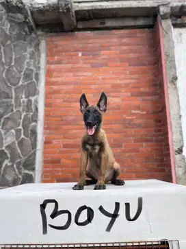 Ready 5 male belgian malinois