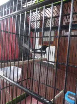 Burung Kacer gacor dor burja 500 ribu