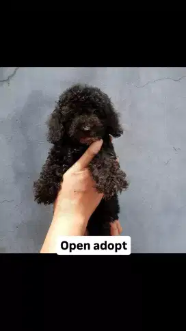 Toy poodle non stambum