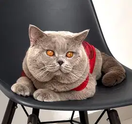 British shorthair import