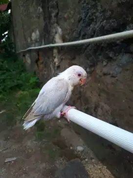 Lovebird mata merah anakan.