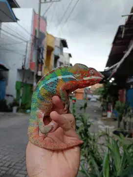 Phanter chameleon. Bunglon