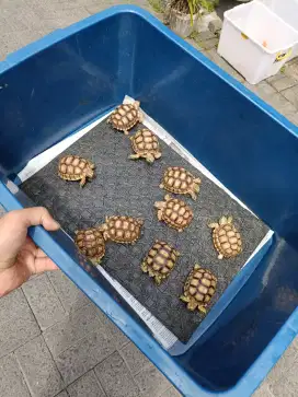 Sulcata 8cman kura darat