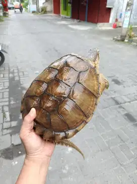 Kura kuraCST. Comon snap turtle