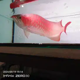 Ikan arwana super red