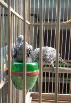 Burung perkutut anak jinak