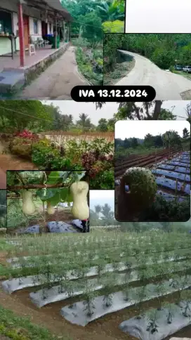 Dijual Tanah Kebun Siap Pakai di Cipanas Puncak