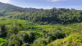 tanah sawah murah Ubud nya bandung selatan dekat taman Bougenville