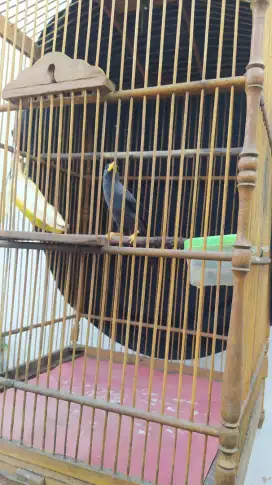 Burung jalak Rio Rio jantan rajin