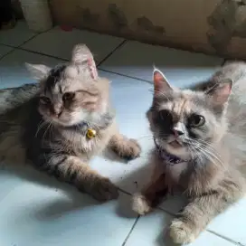 kucing persia medium + himalaya