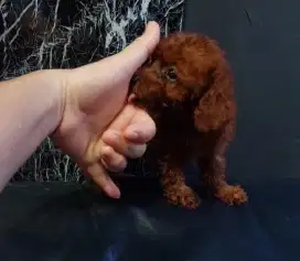 Red toy poodle 2 bulan betina