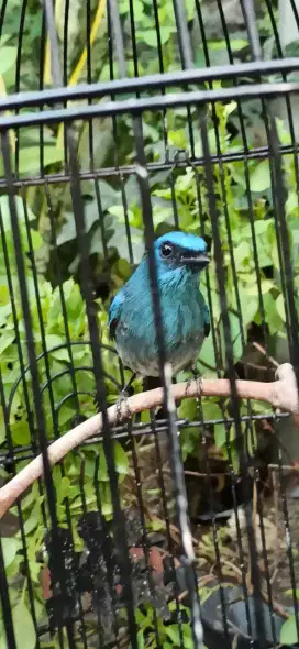 BURUNG SELENDANG BIRU